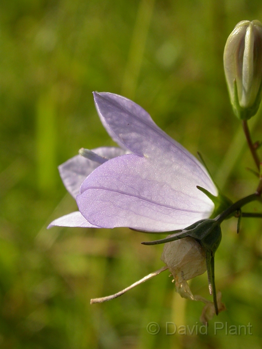 Harebell flower - A.jpg - Harebell flower - Somerset